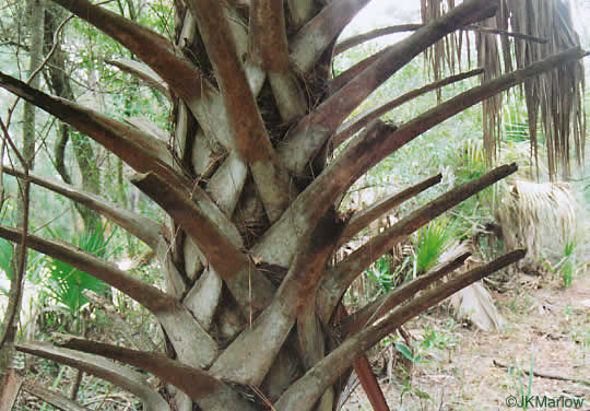 image of Sabal palmetto, Cabbage Palmetto