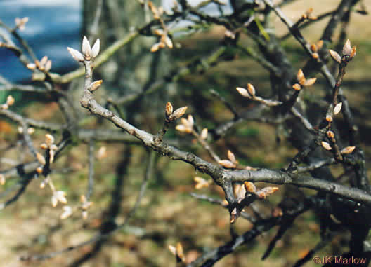 image of Quercus marilandica var. marilandica, Blackjack Oak