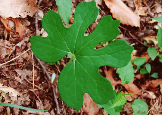 Bloodroot