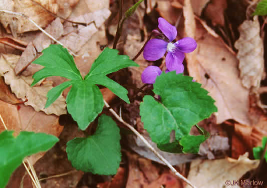 image of Viola palmata var. palmata, Wood Violet, Southern Three-lobed Violet