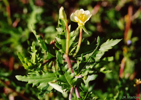 image of Oenothera laciniata, Cutleaf Evening Primrose