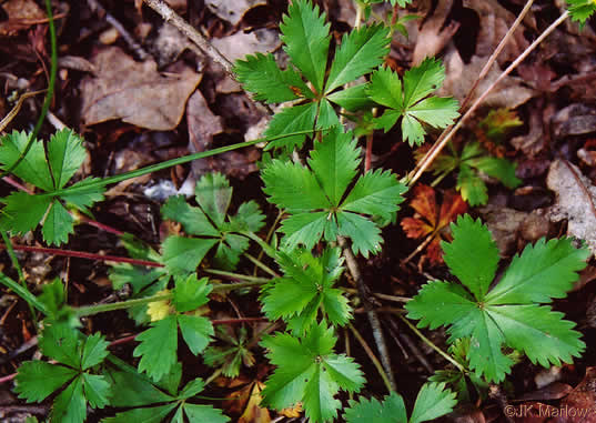 Potentilla canadensis, Dwarf Cinquefoil, Running Five-fingers