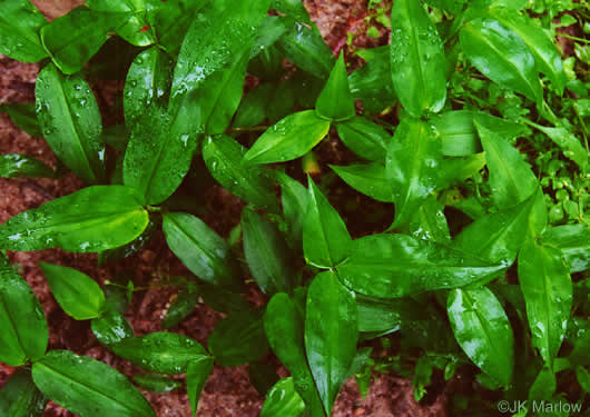 image of Commelina communis, Asiatic Dayflower, Common Dayflower