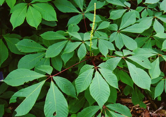 Bottlebrush Buckeye