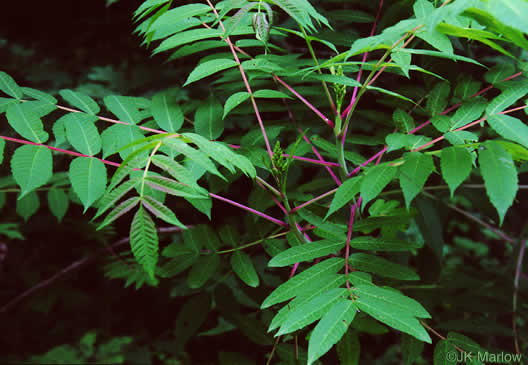 image of Rhus glabra, Smooth Sumac, Common Sumac