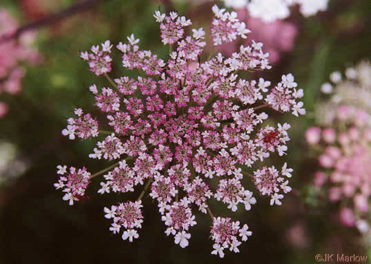 image of Daucus carota ssp. carota, Queen Anne's Lace, Wild Carrot, Bird's Nest