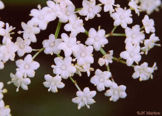 image of Sambucus canadensis, Common Elderberry, American Elder