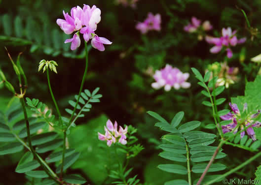 image of Securigera varia, Crown-vetch