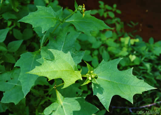 image of Smallanthus uvedalia, Bearsfoot, Hairy Leafcup, Yellow Leafcup