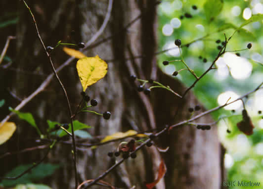 image of Aronia melanocarpa, Black Chokeberry