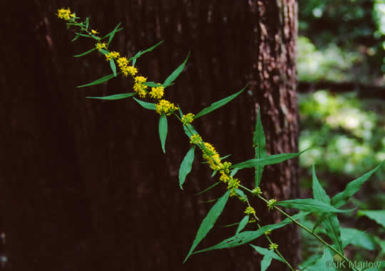 image of Solidago caesia, Bluestem Goldenrod, Axillary Goldenrod, Wreath Goldenrod, Bridal-wreath Goldenrod