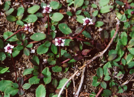 image of Phyla nodiflora, Creeping Frogfruit, Capeweed, Turkey-tangle, Sawtooth Frogfruit