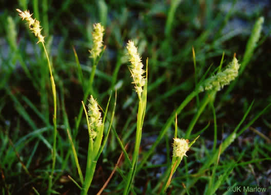 image of Cenchrus tribuloides, Dune Sandbur, Dune Sandspur