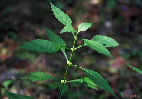 image of Lycopus virginicus, Virginia Bugleweed, Virginia water horehound