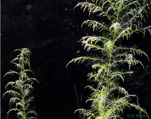 image of Eupatorium capillifolium, Common Dog-fennel, Summer Cedar, Yankeeweed, Cypressweed