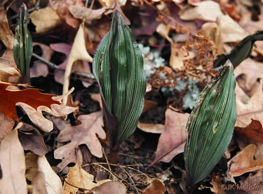 image of Aplectrum hyemale, Puttyroot, Adam-and-Eve