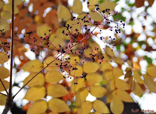 image of Aralia spinosa, Devil's Walkingstick, Hercules-club, Prickly Aralia, Prickly-ash