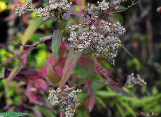 image of Eupatorium perfoliatum, Boneset