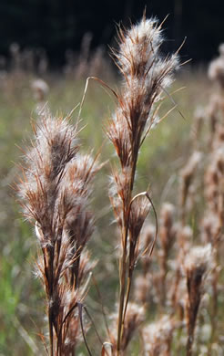 image of Andropogon tenuispatheus, Maritime Bushy Bluestem, Bushy Beardgrass, Maritime Bluestem