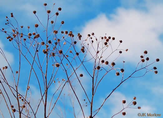 image of Verbesina alternifolia, Common Wingstem