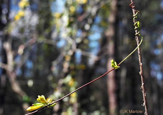 image of Gelsemium sempervirens, Carolina Jessamine, Yellow Jessamine