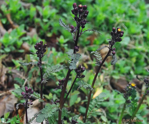 image of Packera aurea, Golden Ragwort, Heartleaf Ragwort, Golden Groundsel