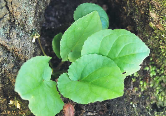 image of Viola rotundifolia, Roundleaf Yellow Violet, Early Yellow Violet