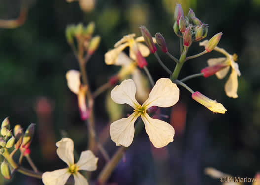 image of Raphanus raphanistrum ssp. raphanistrum, Wild Radish, Jointed Charlock, White Charlock