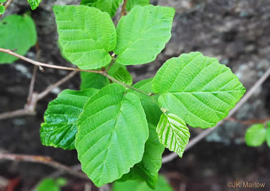 image of Hamamelis virginiana var. virginiana, Northern Witch-hazel