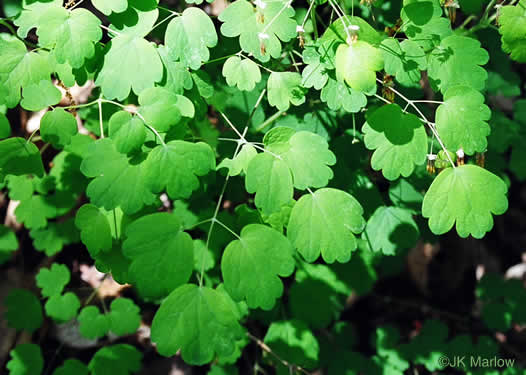 Thalictrum dioicum, Early Meadowrue