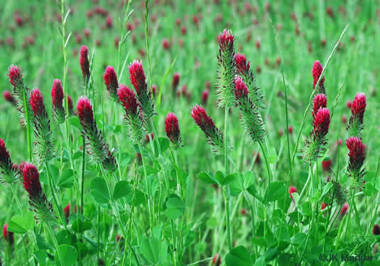 image of Trifolium incarnatum, Crimson Clover