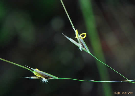 image of Piptochaetium avenaceum, Green Needlegrass, Blackseed Needlegrass, Eastern Needlegrass, Black Oatgrass