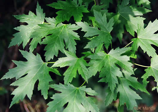 image of Acer saccharinum, Silver Maple, Soft Maple