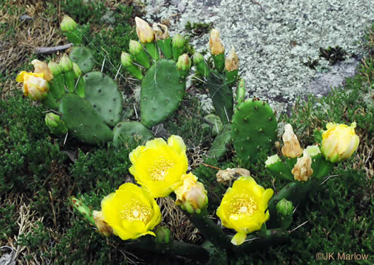 Common Prickly Pear Cactus (Opuntia humifusa)