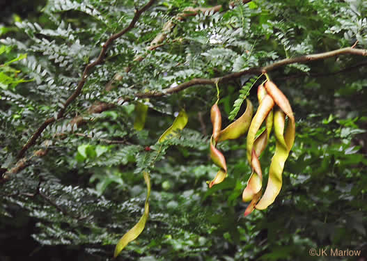 image of Gleditsia triacanthos, Honey Locust