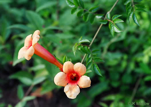 Campsis radicans, Trumpetcreeper, Trumpet Vine, Cow-Itch Vine