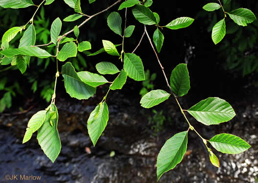 image of Alnus serrulata, Tag Alder, Hazel Alder, Smooth Alder