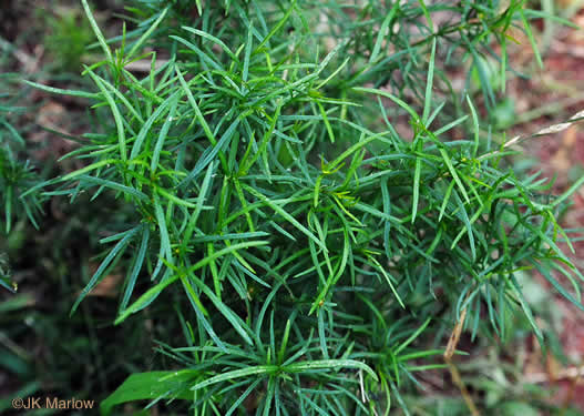 image of Coreopsis verticillata, Threadleaf Coreopsis, Cutleaf Tickseed, Whorled Tickseed