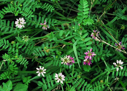 image of Securigera varia, Crown-vetch