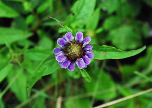 image of Prunella vulgaris var. lanceolata, American Heal-all, American Self-heal, Lance Selfheal