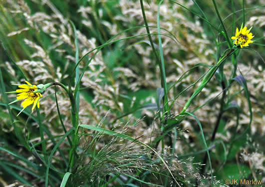 image of Tragopogon dubius, Vegetable-oyster, Yellow Salsify, Western Salsify, Yellow Goatsbeard