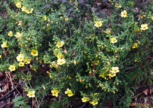 image of Aureolaria pectinata, Southern Oak-leach, Sticky False Foxglove, Combleaf Yellow False Foxglove