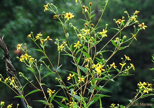 image of Helianthus microcephalus, Small Wood Sunflower, Small-headed Sunflower