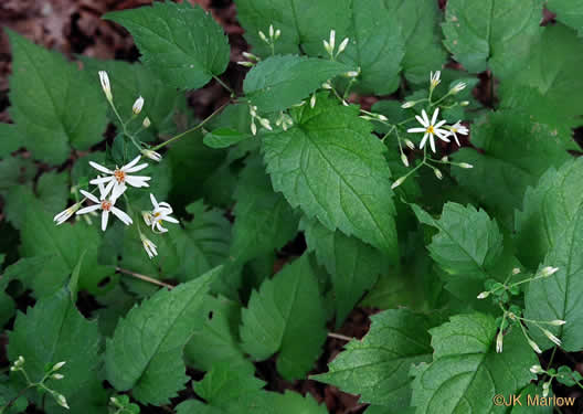 image of Eurybia divaricata, White Wood-aster, Woodland Aster, Common White Heart-leaved Aster