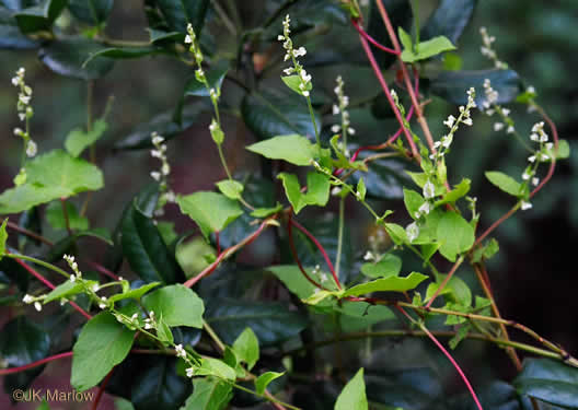 image of Fallopia convolvulus, Climbing Buckwheat, Nimblewill, Black Bindweed