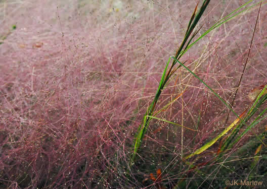 image of Eragrostis spectabilis, Purple Lovegrass, Tumblegrass