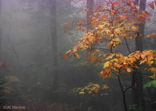 image of Sassafras albidum, Sassafras