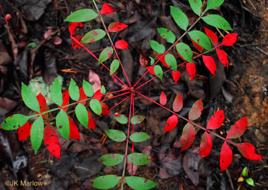 image of Rhus copallinum +, Winged Sumac, Shining Sumac, Dwarf Sumac