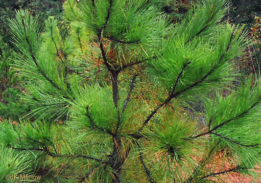 image of Pinus taeda, Loblolly Pine, Old Field Pine