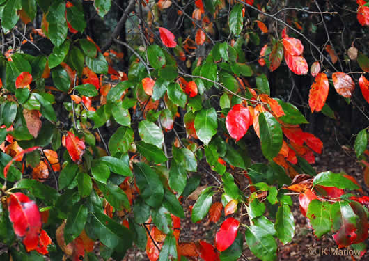 image of Nyssa sylvatica, Blackgum, Black Tupelo, Sour Gum